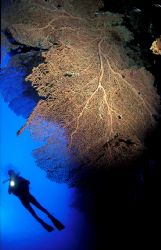 Perfectly weightless diver floating by gorgonian in the R... by Casper Tybjerg 